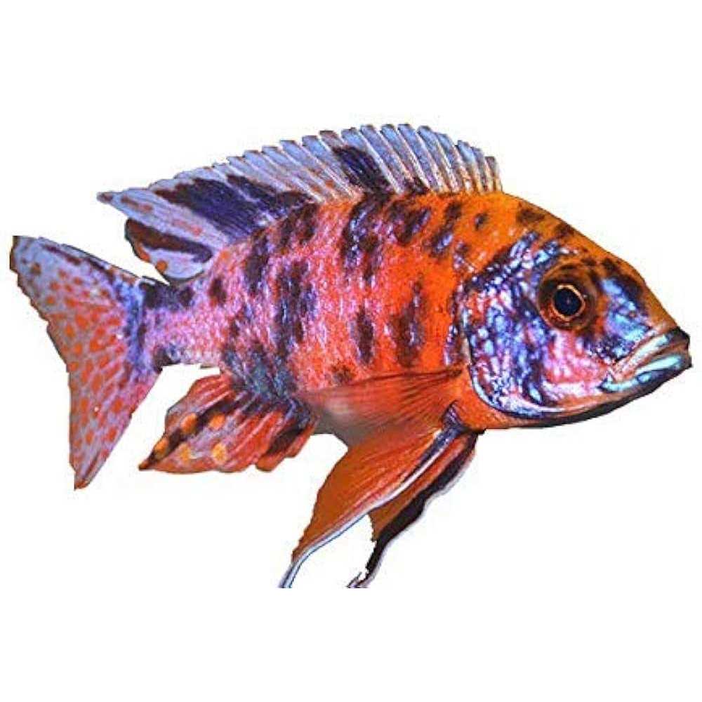 Fish Food for African Cichlids Tetras Tropical Fish G24597