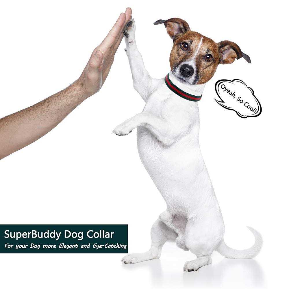 Adjustable Dog Collar with Metal Buckle O737