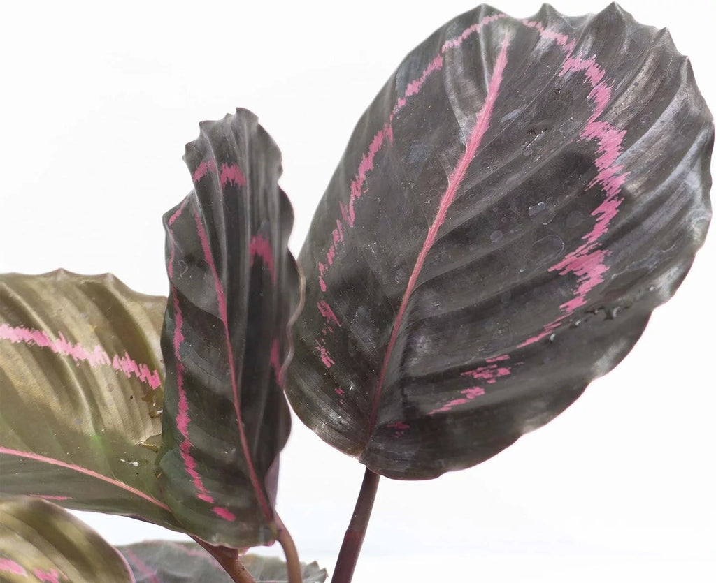 Live Prayer Plant in a 2 Inch Pot Q8377