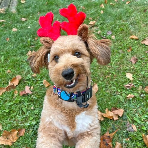 Christmas Reindeer Small Dog Antlers X243336