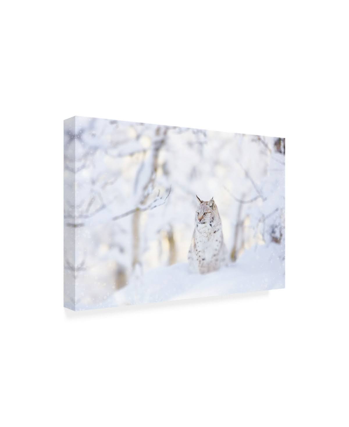 Snow Lynx Canvas R423140