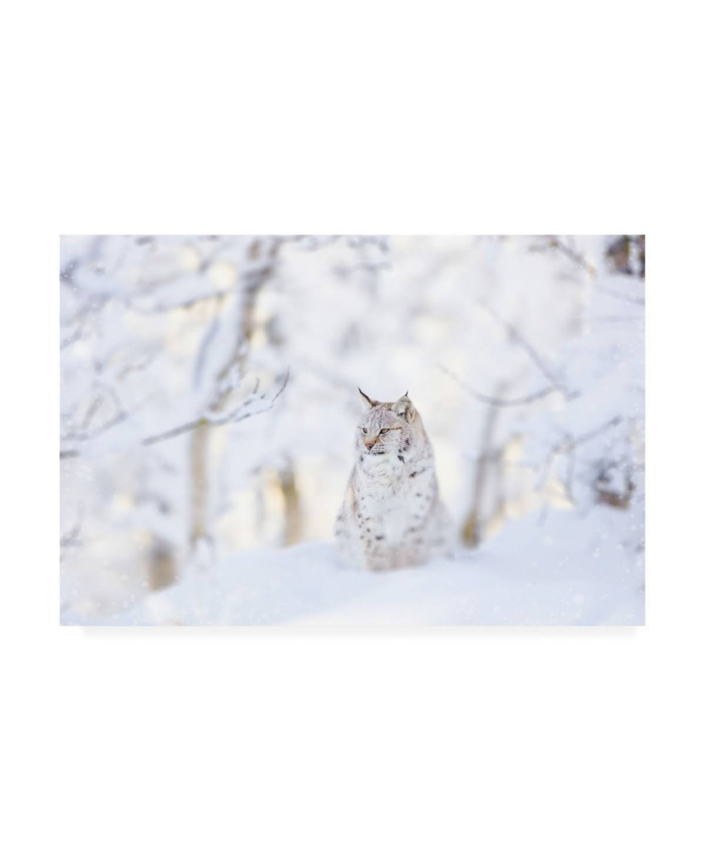 Snow Lynx Canvas R423140