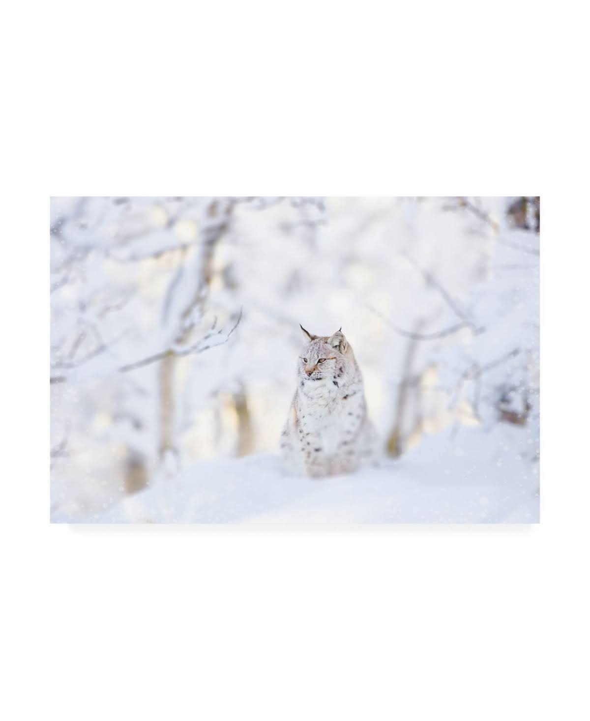 Snow Lynx Canvas R423140