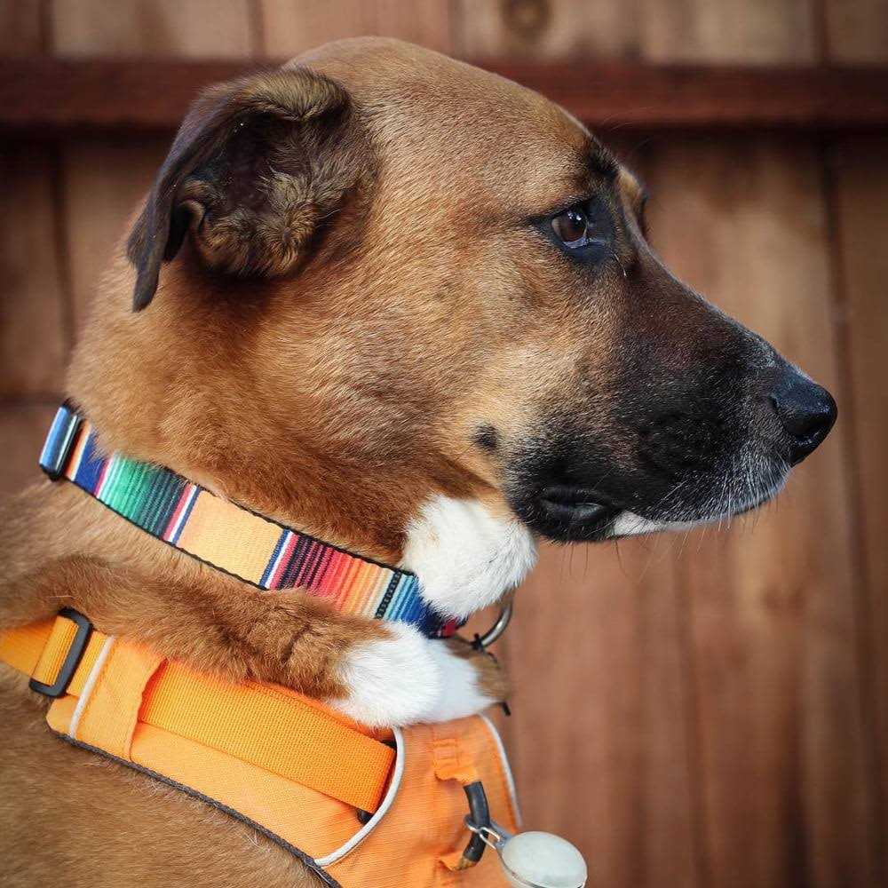 Seatbelt Dog Collar I23853