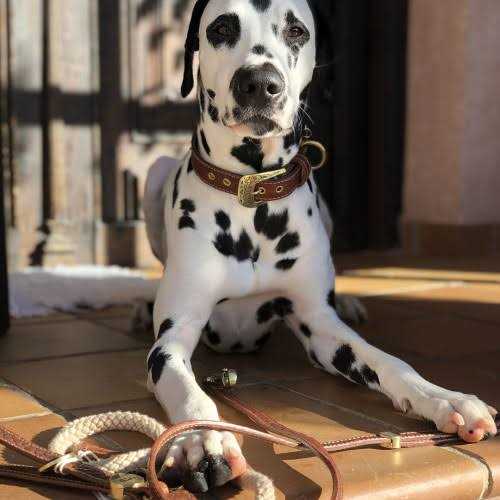 Genuine Embossed Italian Leather Dog Collar F626255