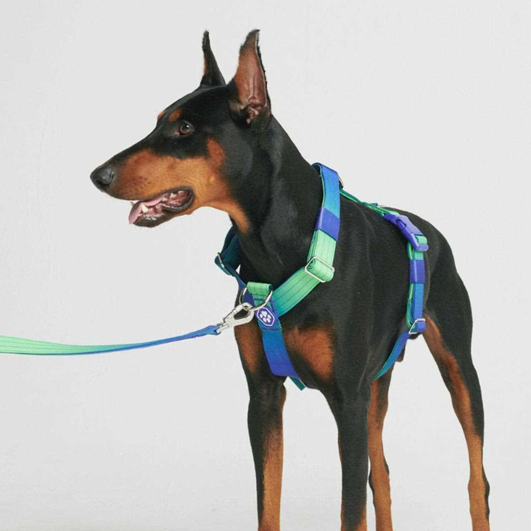 No-Pull Dog Harness Z385090