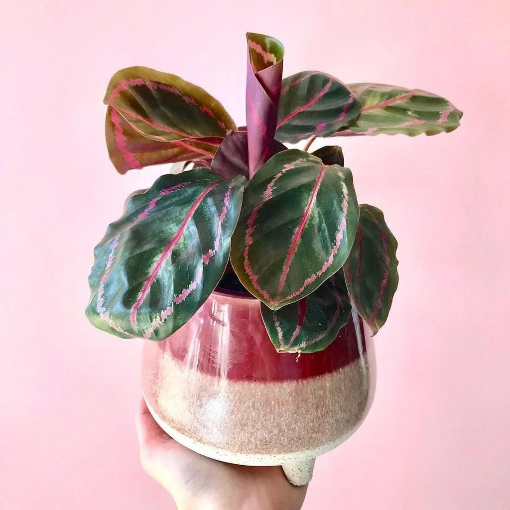 Live Prayer Plant in a 2 Inch Pot Q8377