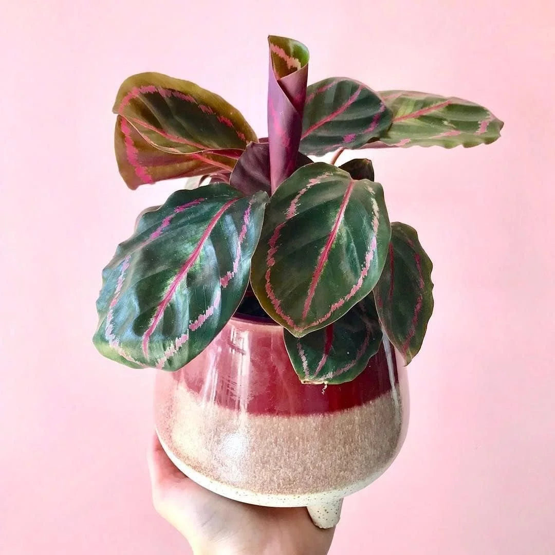 Live Prayer Plant in a 2 Inch Pot Q8377
