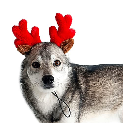 Christmas Reindeer Small Dog Antlers X243336