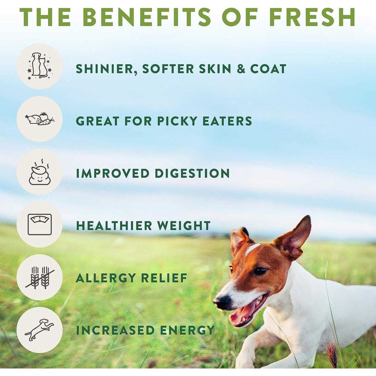 Chunky Beef Recipe Dog Food W25258