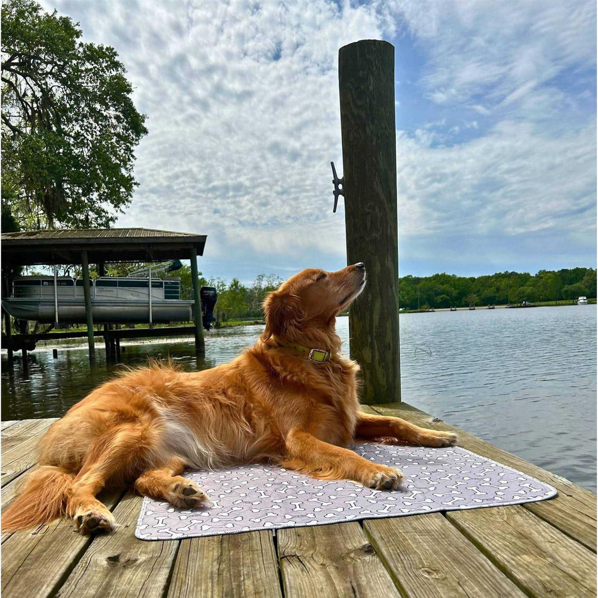 Bone Print Washable Reusable Pee Pads for Dogs G2427