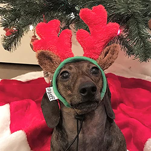 Christmas Reindeer Small Dog Antlers X243336