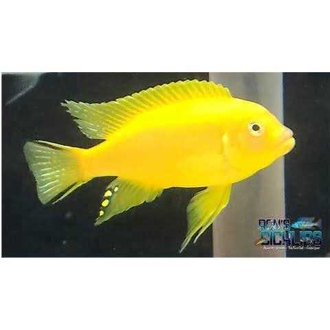 Fish Food for African Cichlids Tetras Tropical Fish G24597