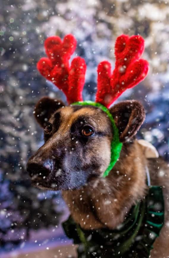 Christmas Reindeer Small Dog Antlers X243336