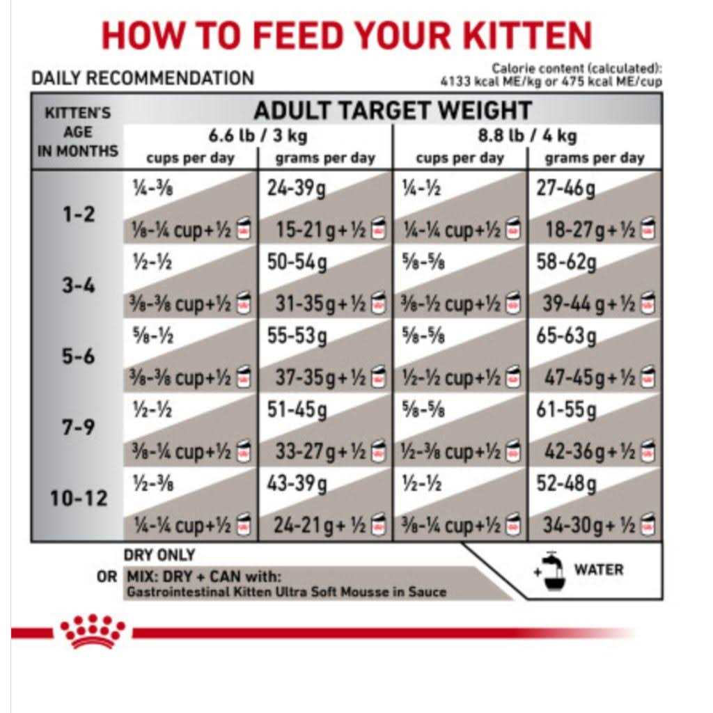 Kitten Dry Cat Food M6384