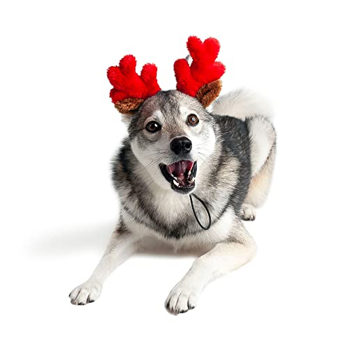 Christmas Reindeer Small Dog Antlers X243336