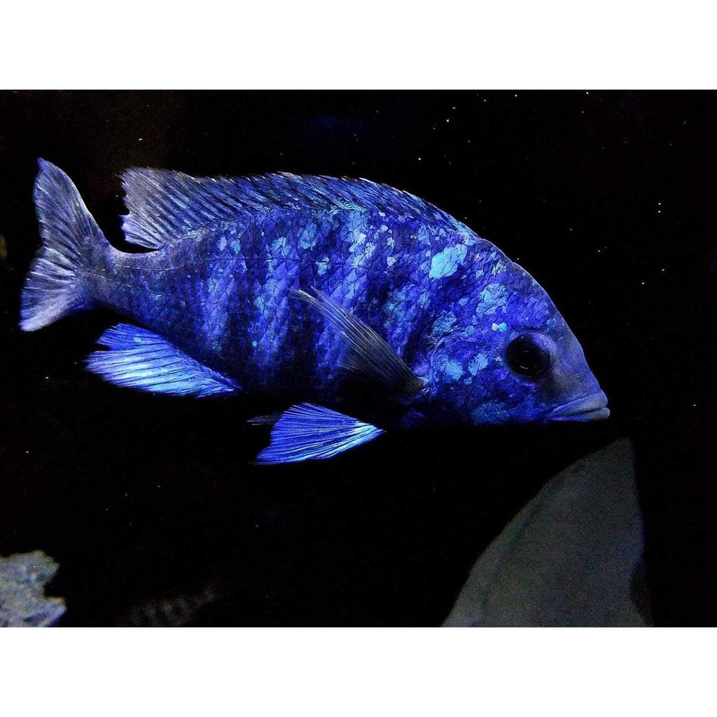 Fish Food for African Cichlids Tetras Tropical Fish G24597