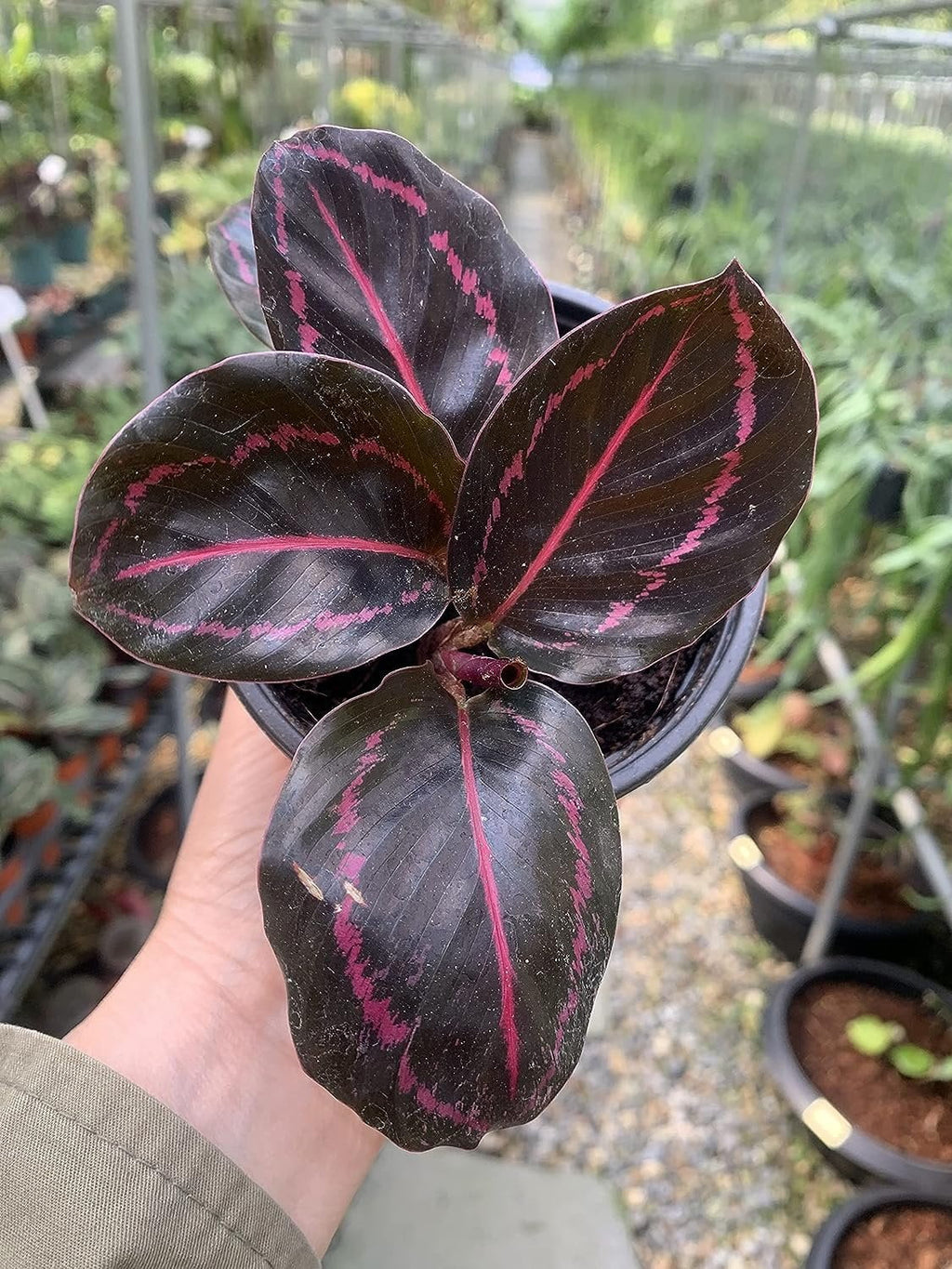 Live Prayer Plant in a 2 Inch Pot Q8377
