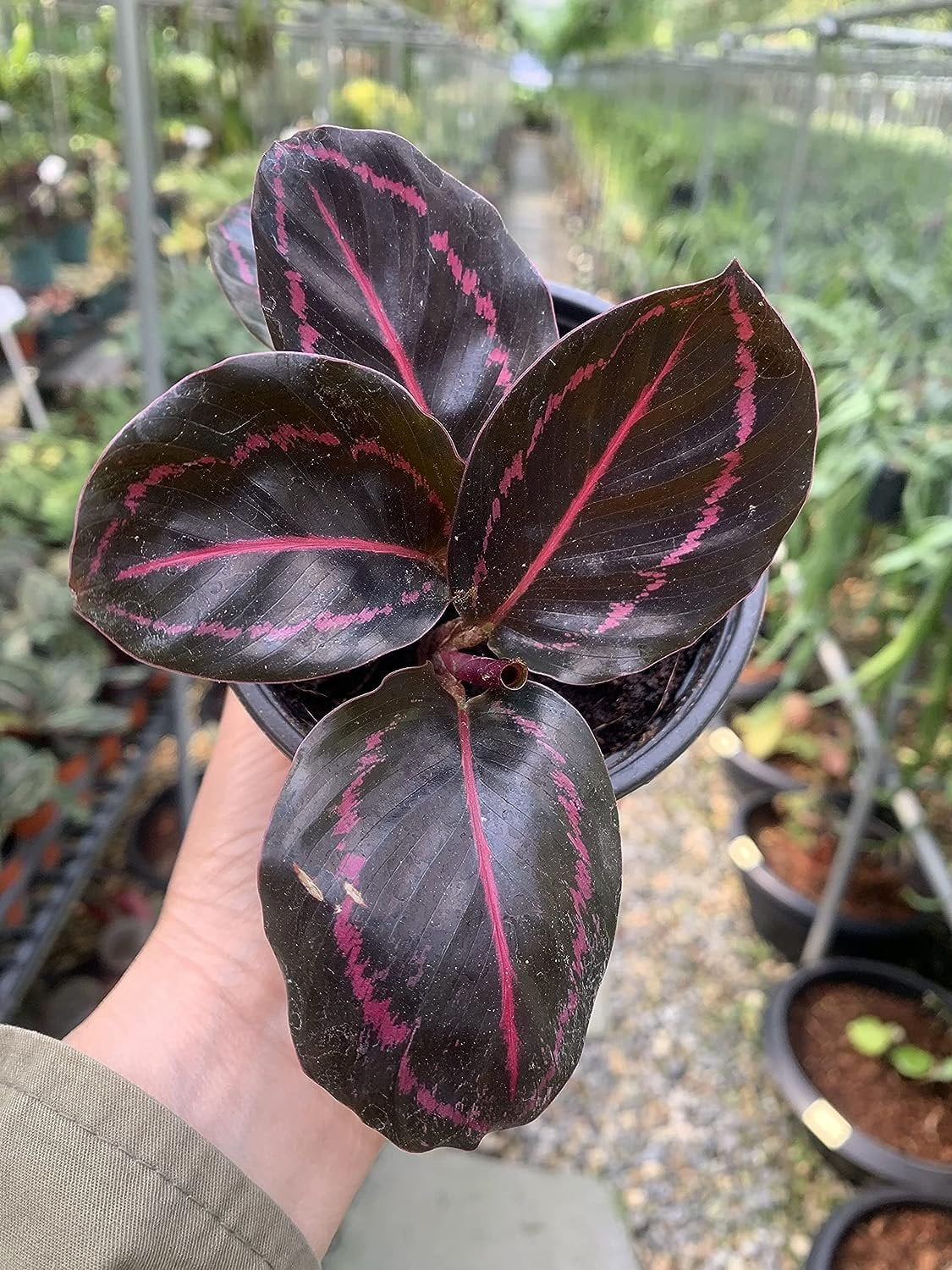 Live Prayer Plant in a 2 Inch Pot Q8377