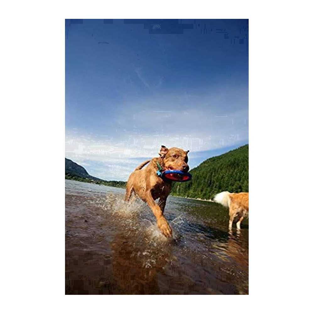 Zipflight Disc Dog Toy Medium Q3429