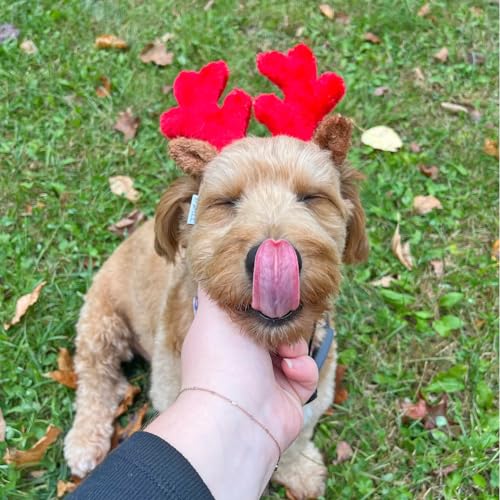 Christmas Reindeer Small Dog Antlers X243336