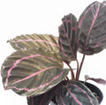 Live Prayer Plant in a 2 Inch Pot Q8377