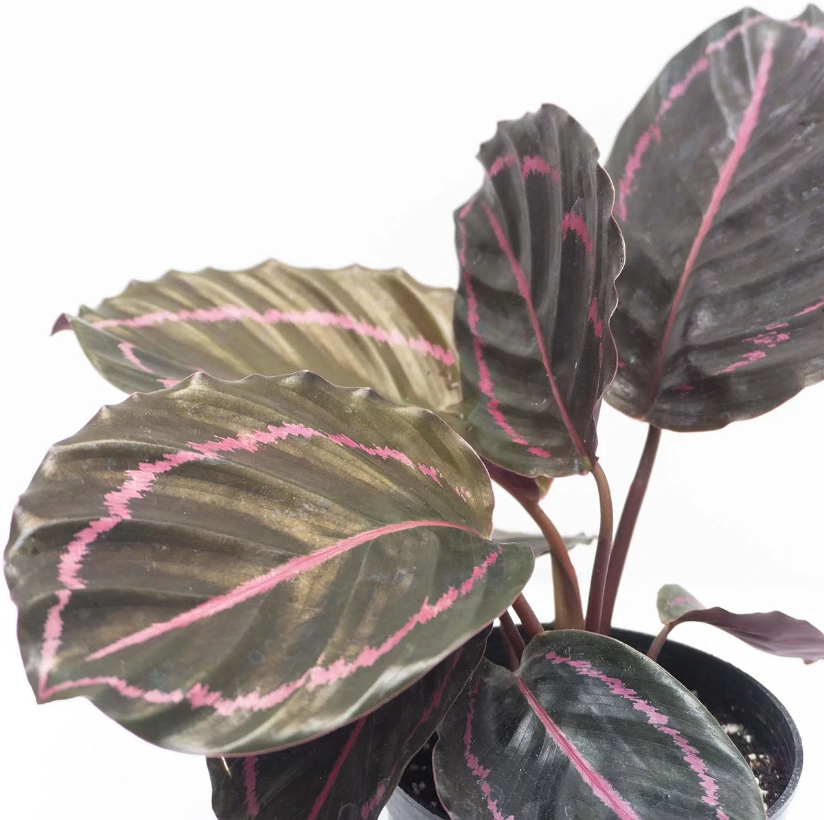 Live Prayer Plant in a 2 Inch Pot Q8377