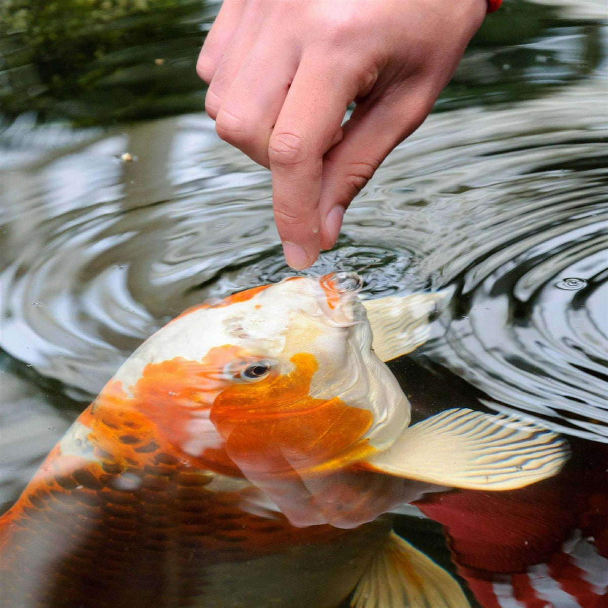Goldfish & Koi Food R7054