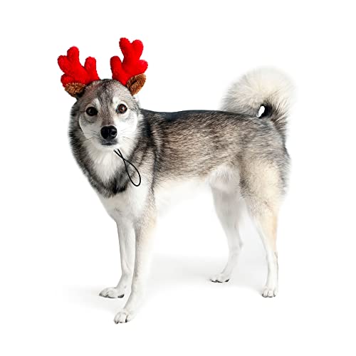 Christmas Reindeer Small Dog Antlers X243336