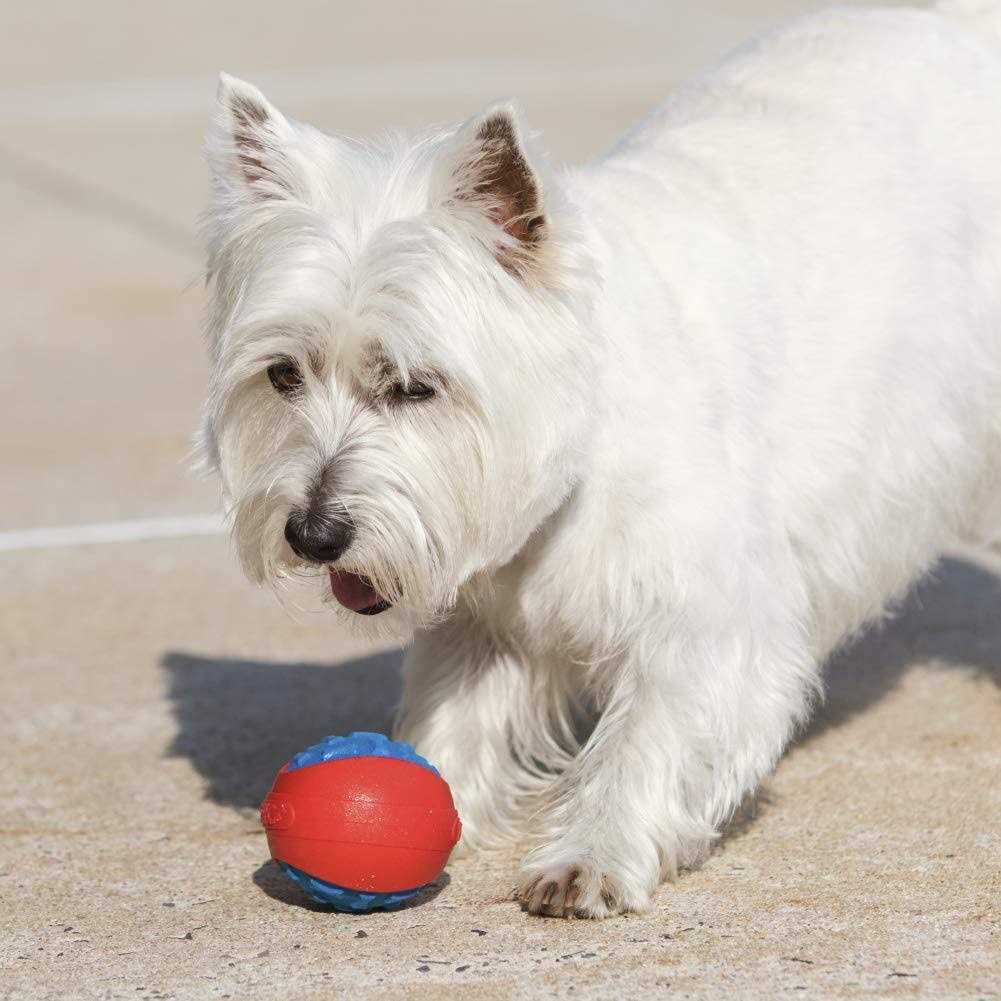 Armor Ball Dog Toy N499