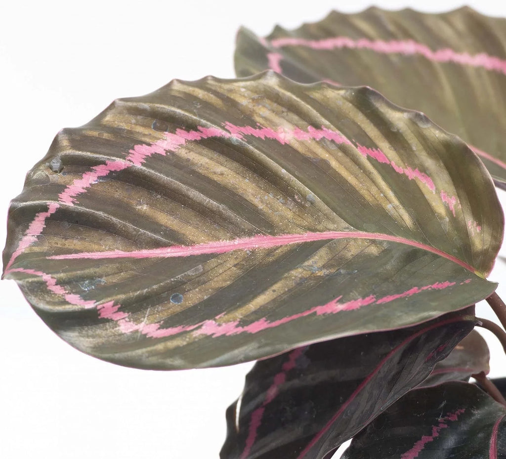 Live Prayer Plant in a 2 Inch Pot Q8377