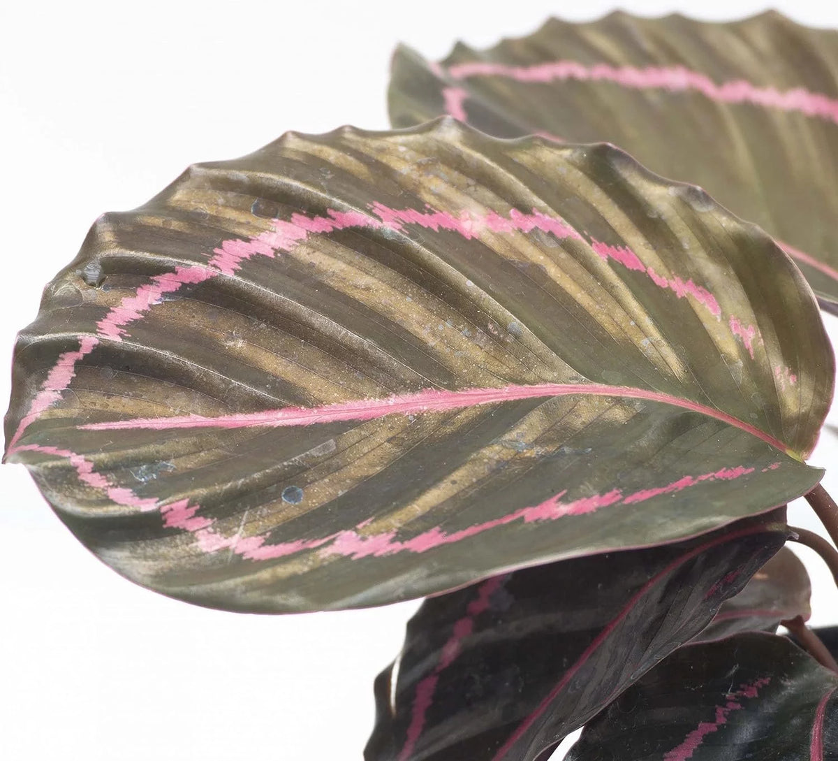 Live Prayer Plant in a 2 Inch Pot Q8377