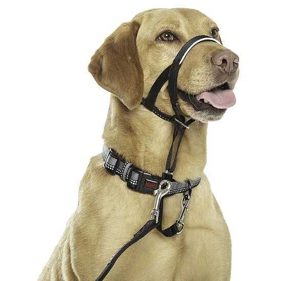 Headcollar D383427